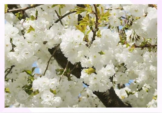 浪漫樱花的季节,满树烂漫樱花