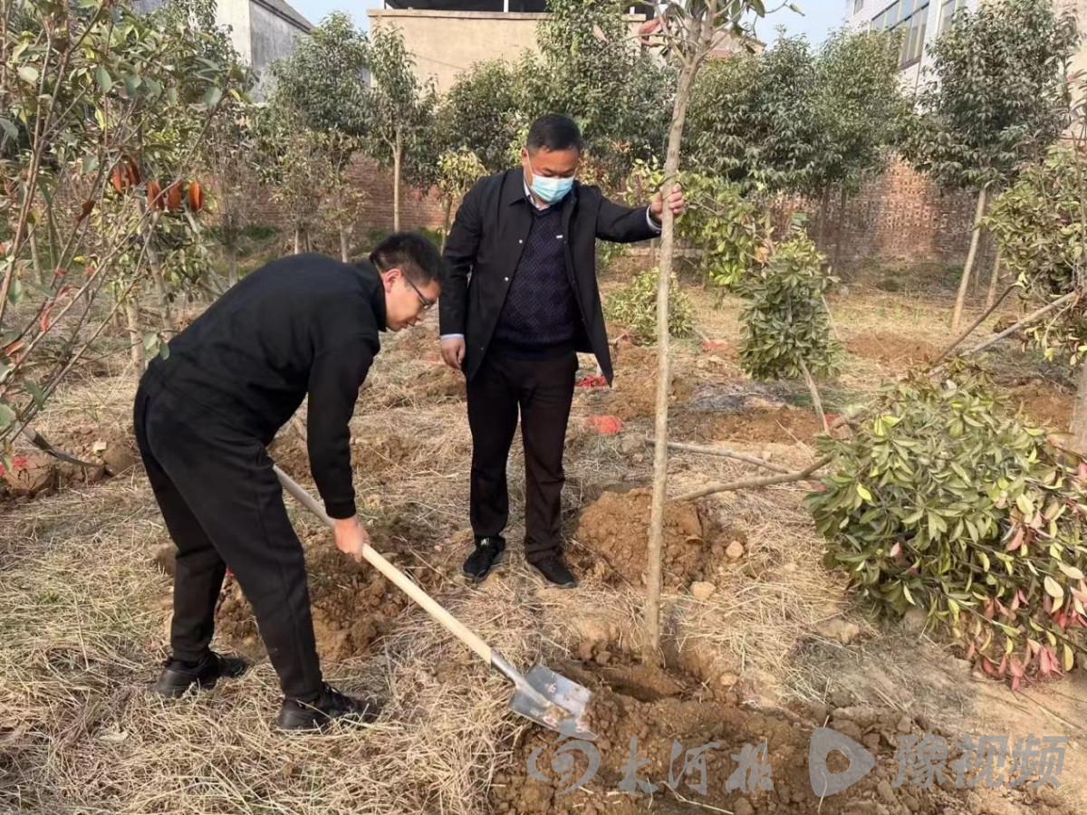 杞县国土绿化政策,开封杞县绿化改造