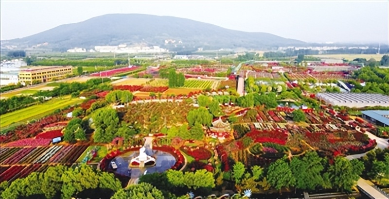 月季又香又漂亮,卧龙月季花