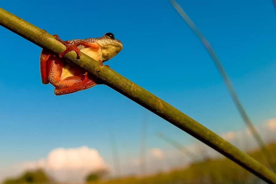 常见50种两栖动物图片,1分钟了解两栖动物