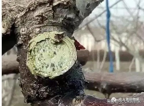 果园清园最佳时间,果园清园哪种最好