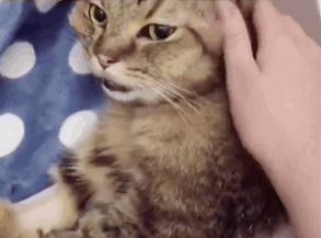 4个月的小奶猫爬上11楼求收养,破大防被拒绝