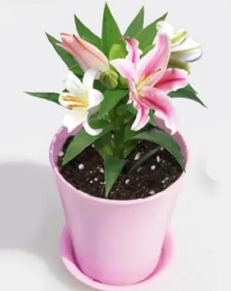 香水百合带花苞盆栽怎么继续养护,开完花后的盆栽香水百合要怎么养