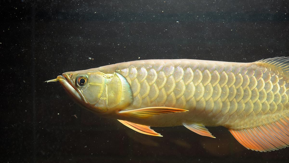 混养龙鱼趴缸是什么原因造成的,龙鱼受到惊吓趴缸怎么解决