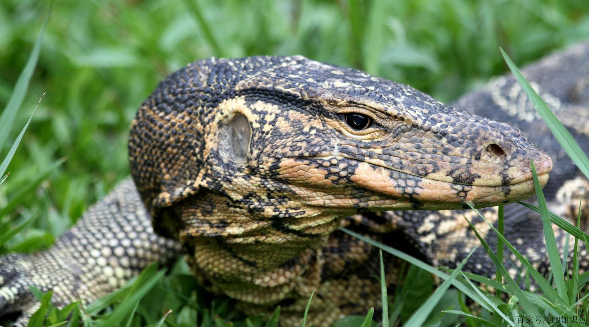 最大的五爪金龙蜥蜴,五爪金龙巨蜥蜴