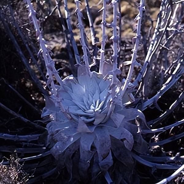 102个大类近500个多肉植物图片，都极其美丽，建议在家中也养一盆