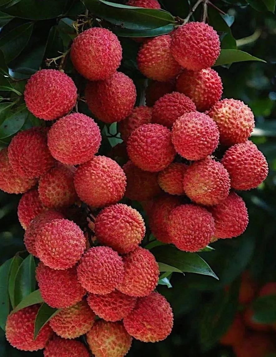 鐡滄灉椋橀澶忔棩鐐庣値,澶忔棩鐐庣値鐡滄灉椋橀