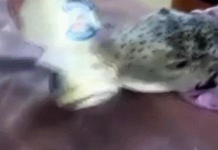 河豚毒性,河豚为什么吃了有毒的食物不中毒