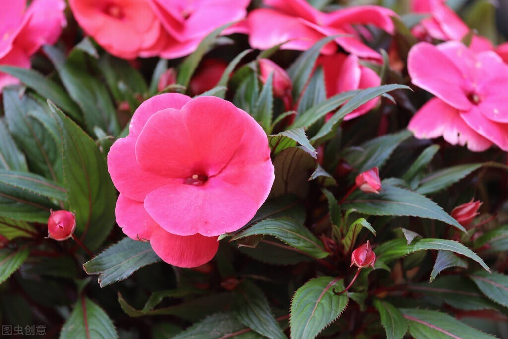 凤仙花的种植方法步骤,凤仙花怎么栽培视频教程
