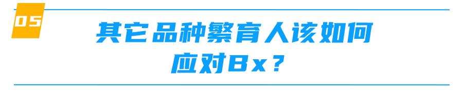 重点色德文卷毛猫棕色,德文卷毛猫有什么基因缺陷吗