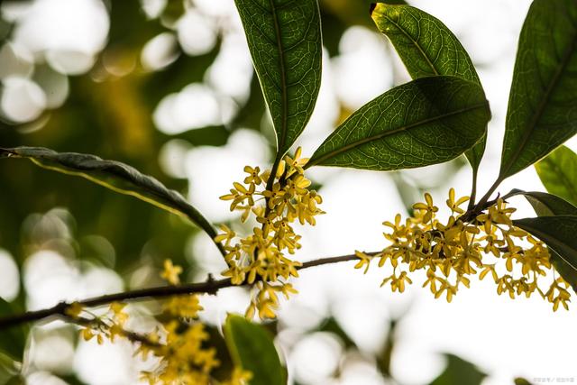 中秋节的过节习俗有哪些,中秋节的习俗及活动有哪些