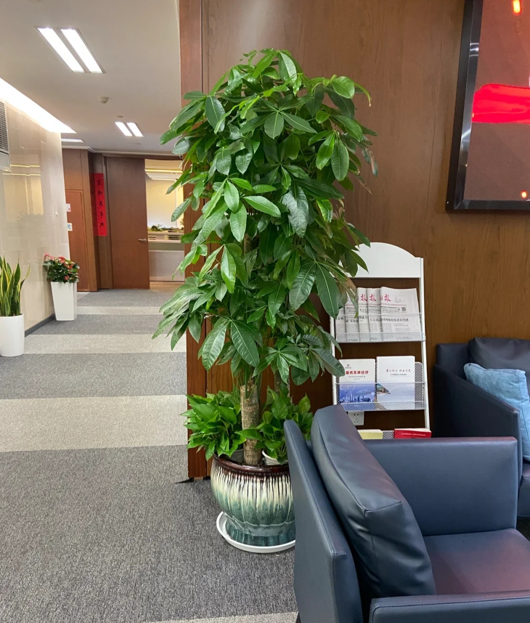 养人旺家聚福气的花,什么花让人心情愉悦又好养