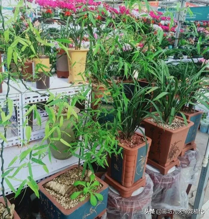 廊坊九天花卉市场,九天花卉市场植物