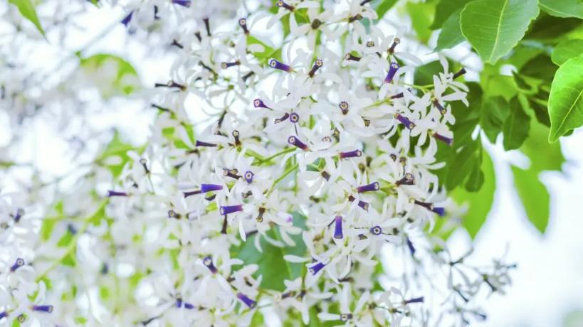 咏楝花的古诗词,有关楝花的诗