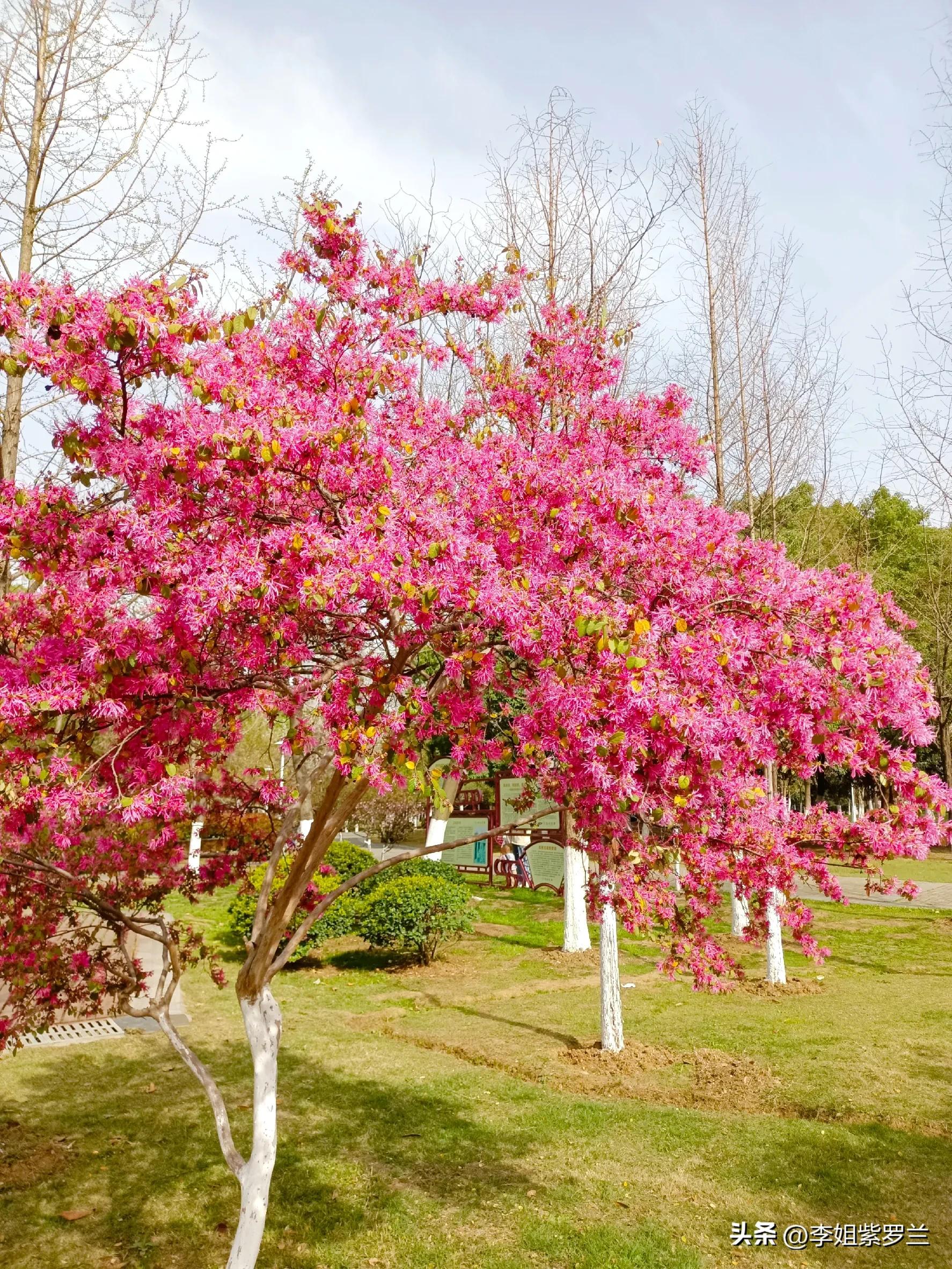 红花檵木和红花继木是一个品种吗,红花檵木和白花檵木
