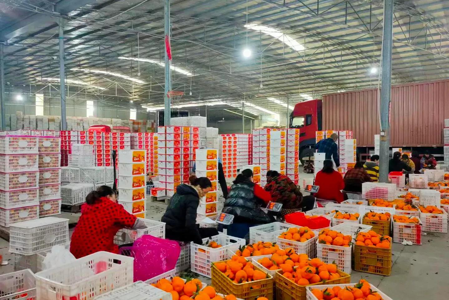 柑橘购买与销售,柑橘买卖