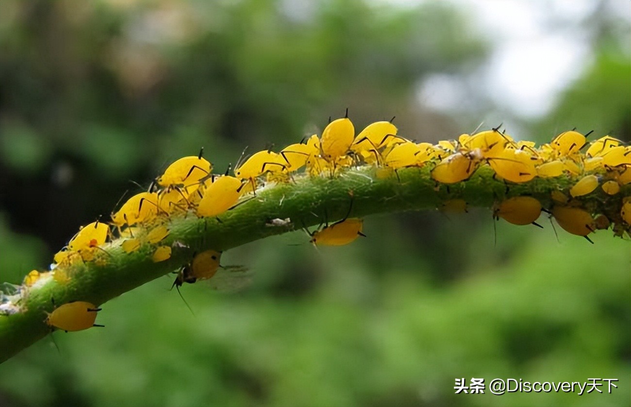 昆虫世界科普一下,昆虫百科知识甲虫