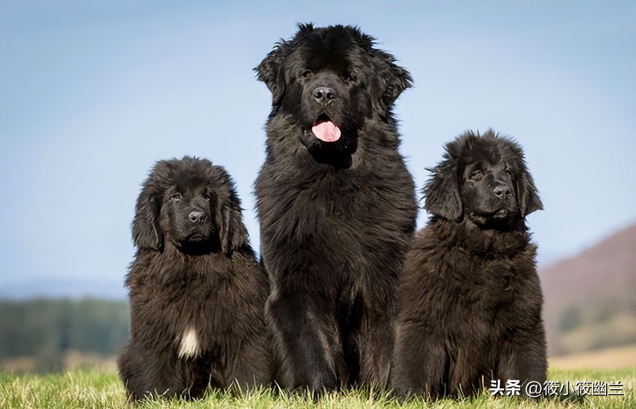 傻傻分不清的几种狗狗,什么狗狗的脾气最好最容易熟悉