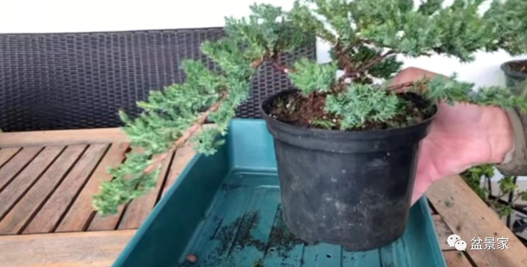 柏树小苗多少钱一棵 (柏树一棵大概得卖多少钱)