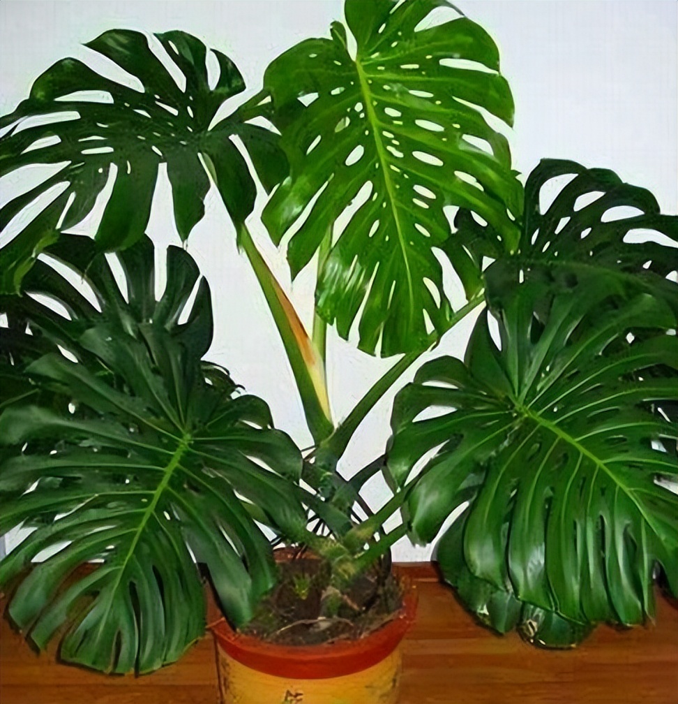 甲醛盆栽哪个效果最好还好养活,什么盆栽甲醛少好养的