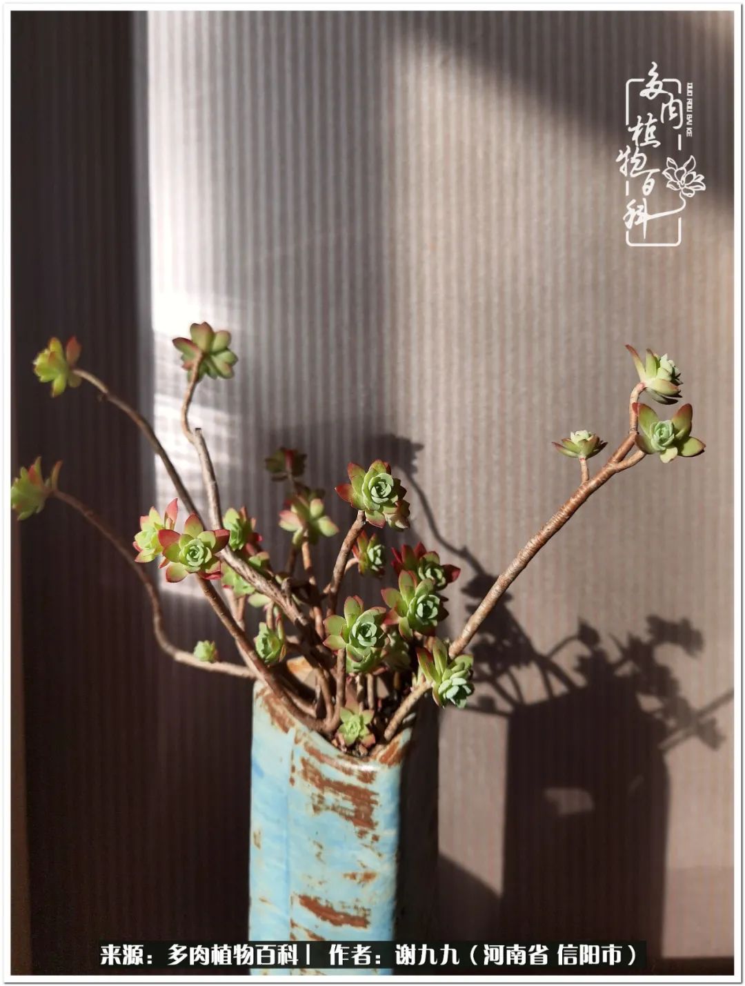 与多肉植物在一起的感怀,与多肉同行