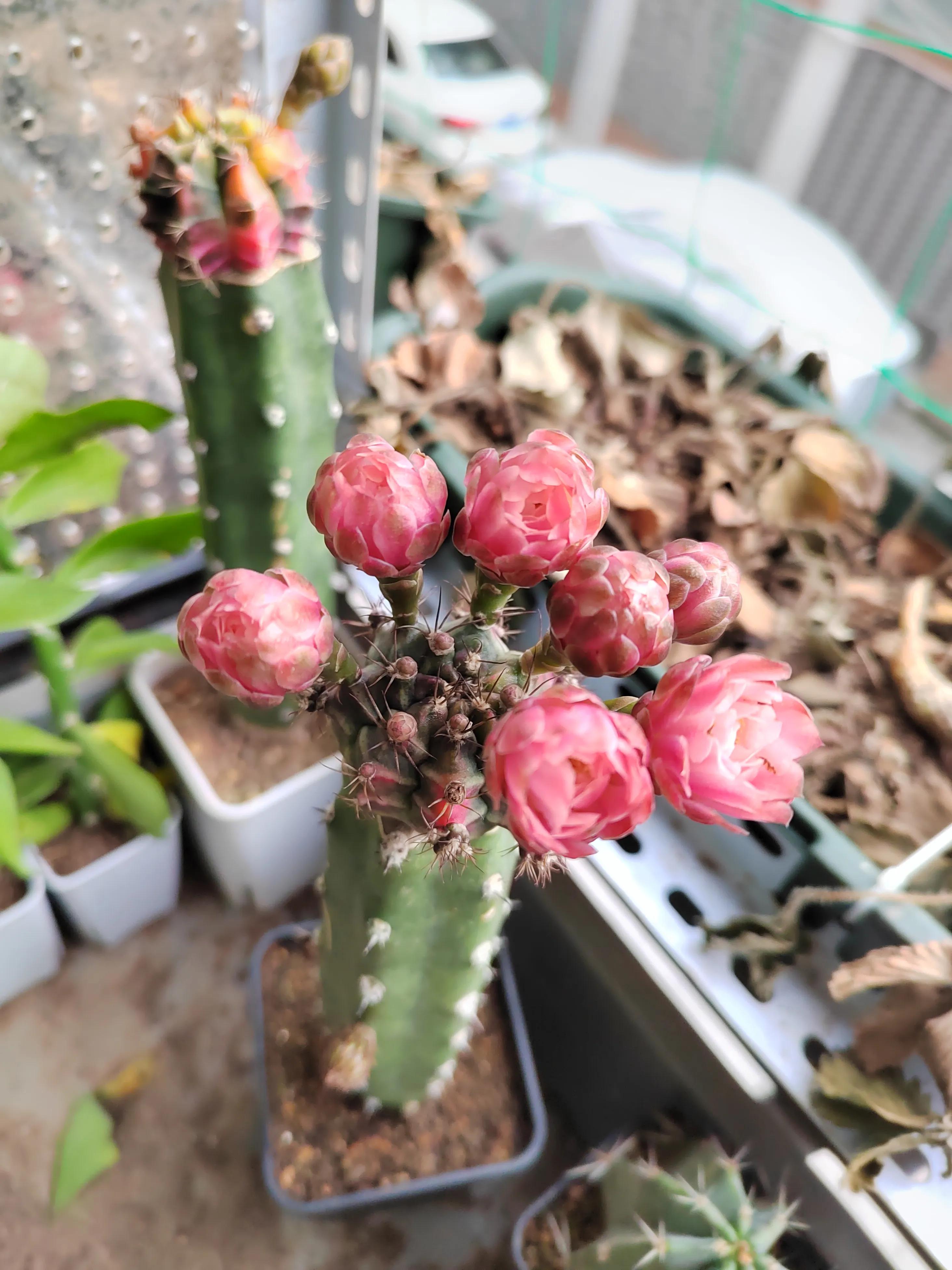 火龙果嫁接仙人球多久拆嫁接膜,火龙果嫁接仙人球后还可以嫁接吗