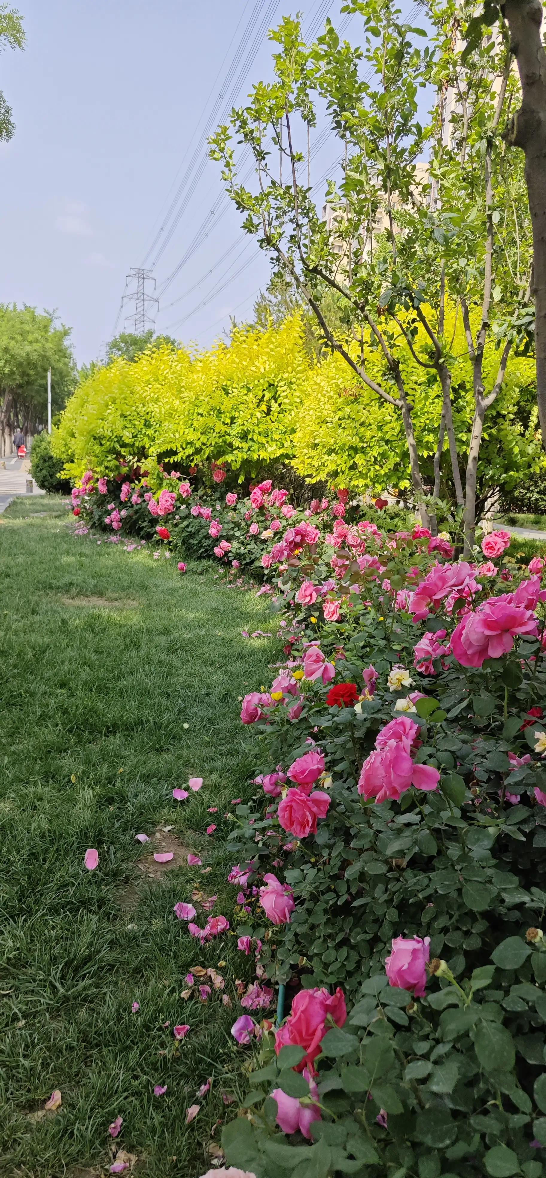 春天的月季花作文500字,春天的月季花是什么颜色