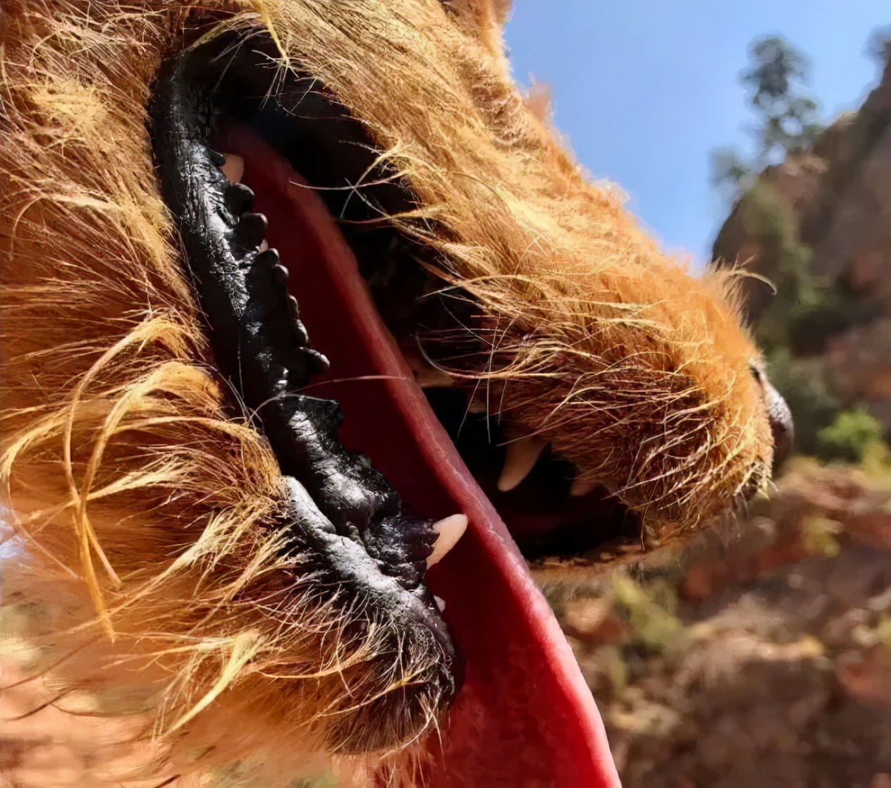 养宠知识狗狗经常流泪是什么信号,狗狗为什么有点打喷嚏呢