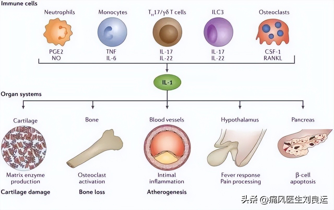 治疗痛风的生物制剂,治疗痛风的药能长期吃吗