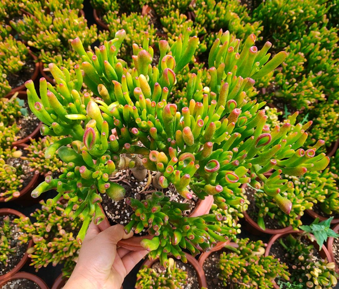 年花盆栽怎么搭配,明年还可以开花的年花盆栽