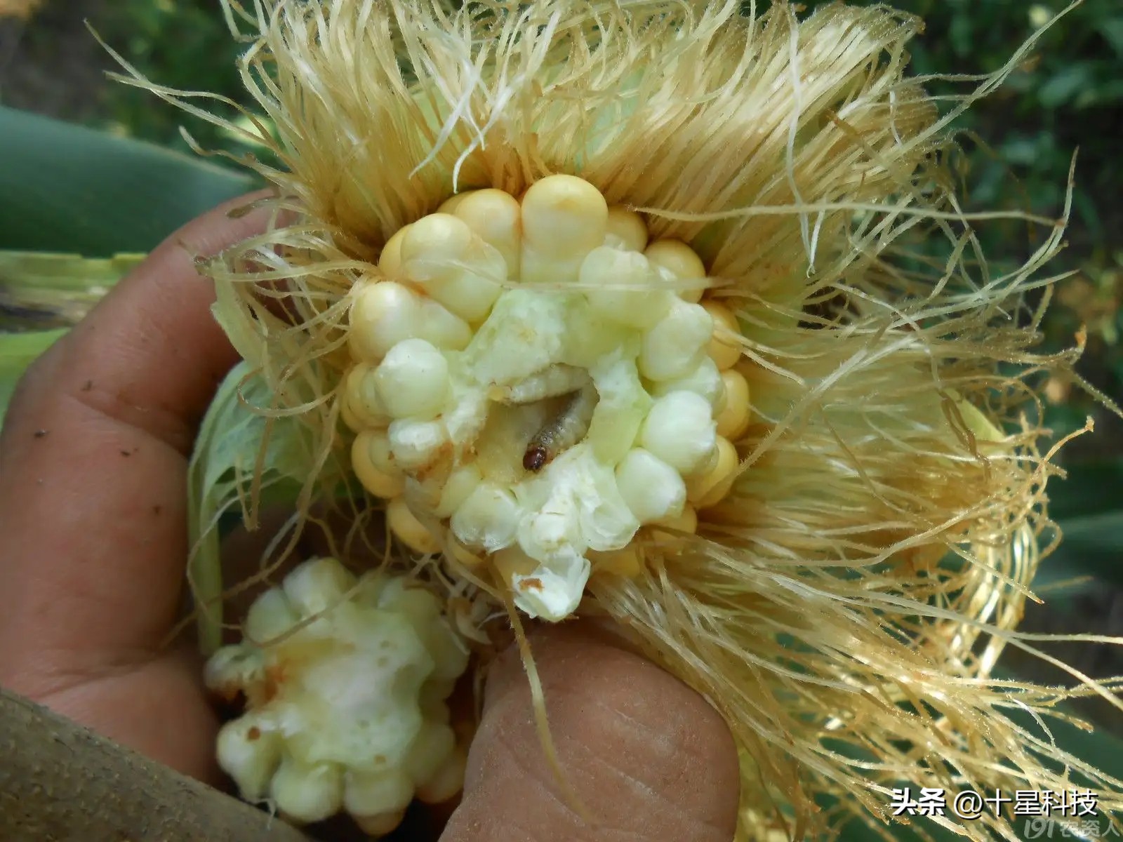 玉米抗虫品种审定,2022年抗虫的玉米种