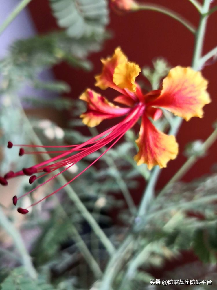 从发芽到开花的乐趣,从种子到果实成熟的感悟