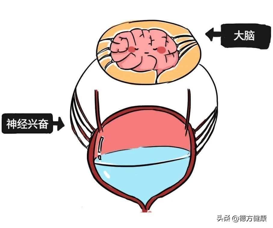 正常排尿是什么样的,排尿的过程是怎样的