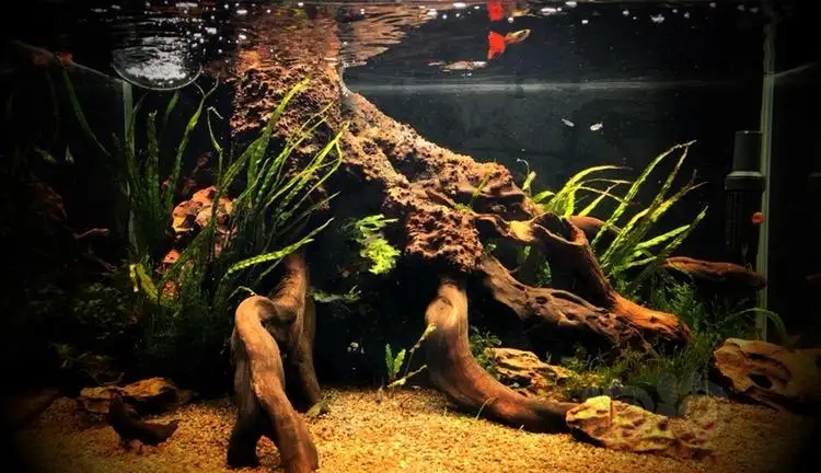 养鱼有哪些必须学会的技能和方法,养鱼的正确方法和感受