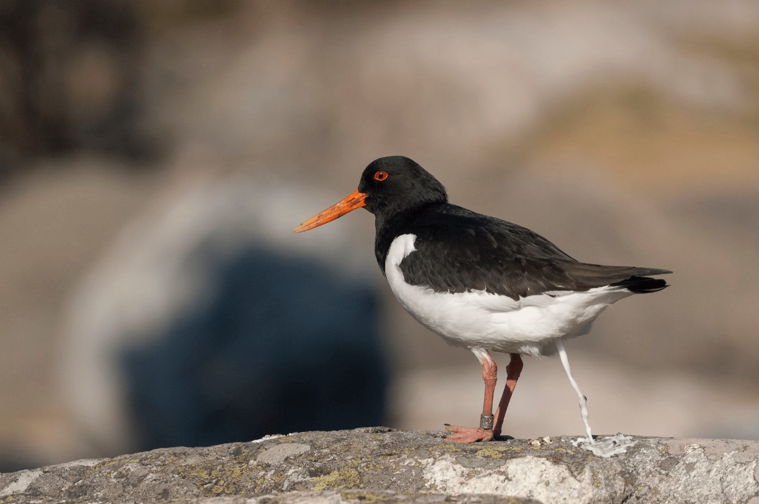 各类动物的排泄,各种动物的排泄物有哪些