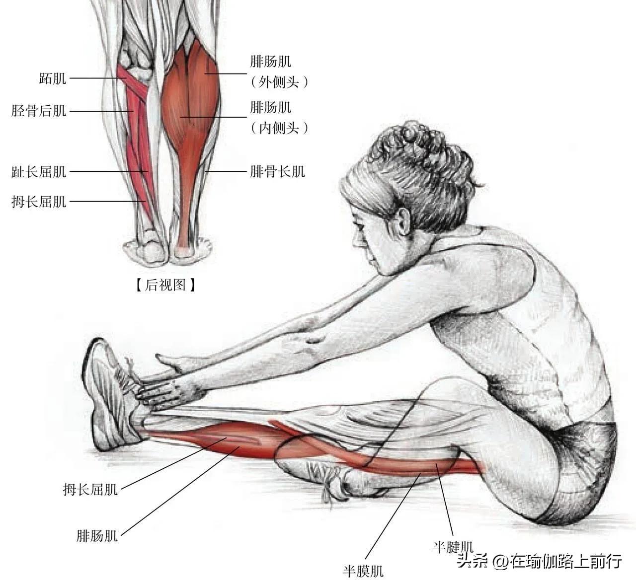 拉伸小腿肌肉真的能瘦小腿吗,拉伸小腿肌肉有灼热刺痛感