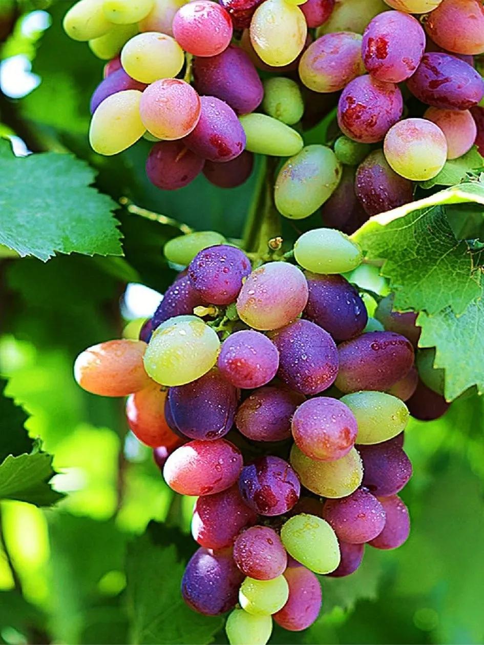 鐡滄灉椋橀澶忔棩鐐庣値,澶忔棩鐐庣値鐡滄灉椋橀