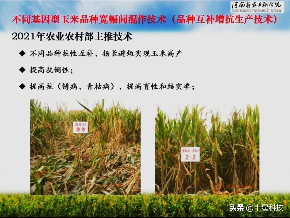 夏玉米“白夹红”,为了“安保丰”,为创“吨粮丰”