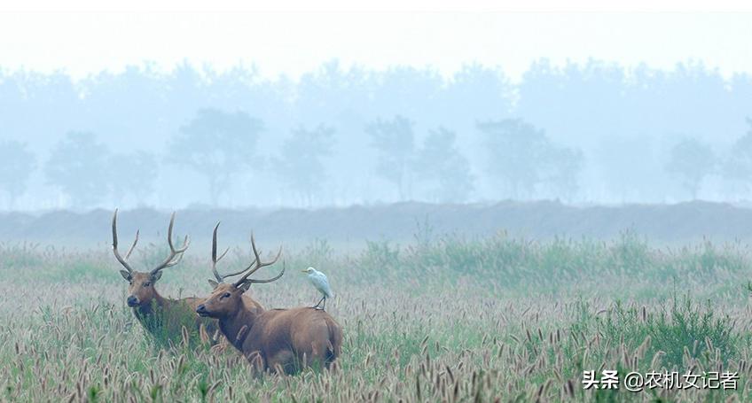 东方红ly1204拖拉机质量怎么样,东方红ly1204拖拉机适合水田作业吗