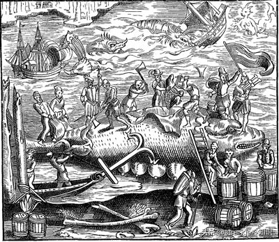 有关于鲸鱼的冷知识,关于鲸鱼的十个小知识