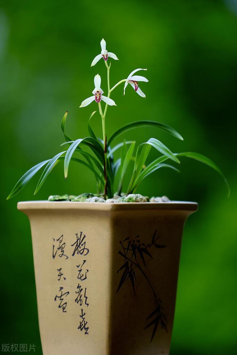 兰花叶子上长了小黑斑怎么回事,蝴蝶兰花叶子上长了黑斑怎么办