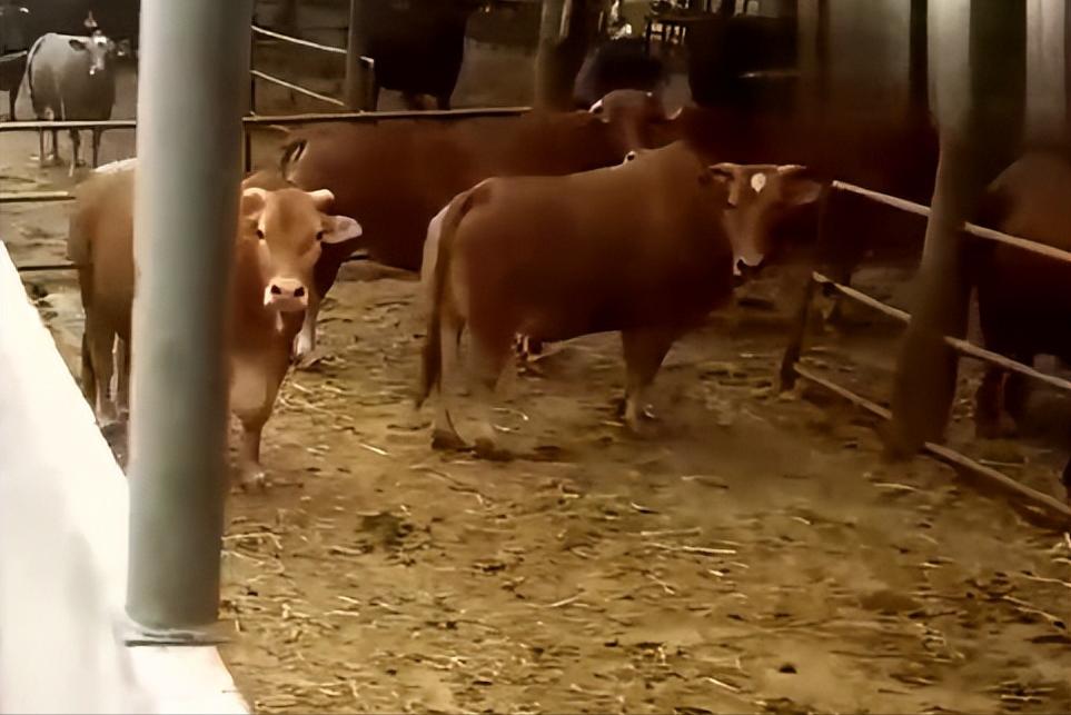 一只黄牛犊养一年能赚多少钱,养10头母黄牛一年赚多少钱