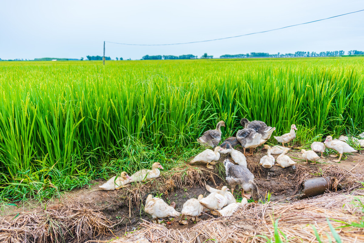 收回土地承包经营权的手续,土地承包经营权收回法律规定