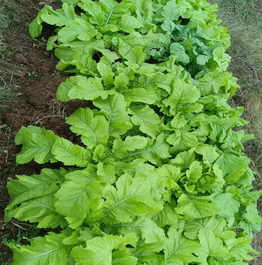 创新绵实丨聚焦新高考（三）：佳晴有新“课”，青衿自有“程”