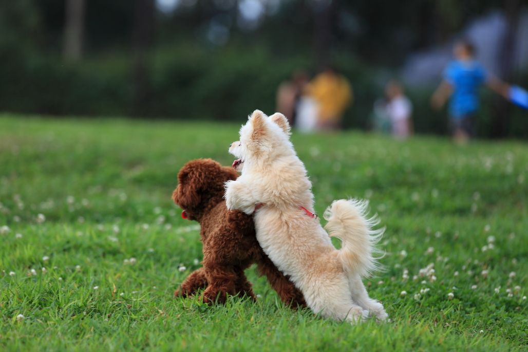 狗狗在配种时，为什么不能去打扰呢？
