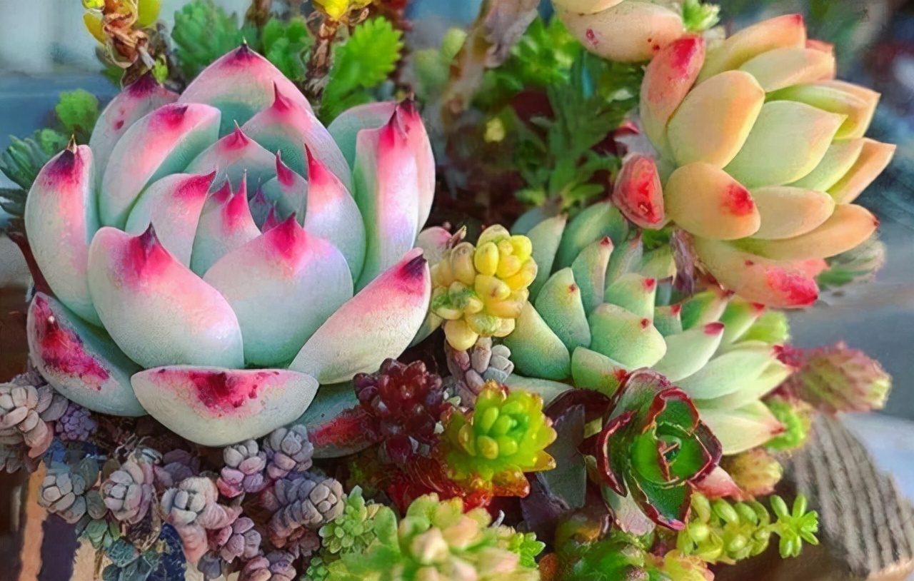 十种花不宜在室内养,这4种花最好别养在室内