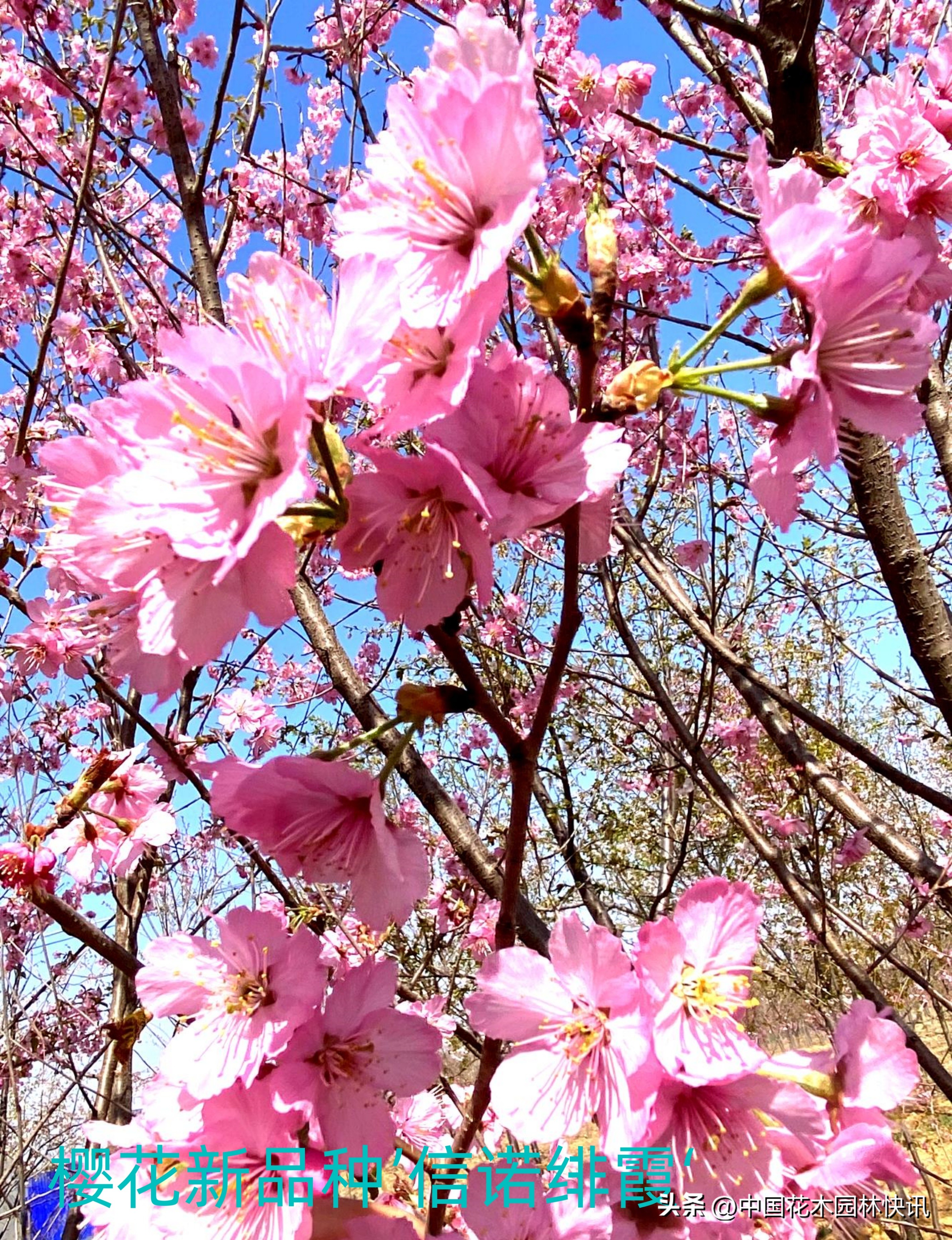 青岛樱桃谷樱花,青岛大崂樱花谷单樱