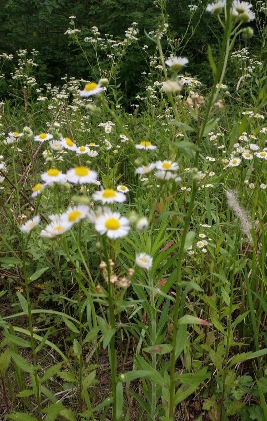 花园要打理得好先除杂草,春天草坪长杂草这样做除草更简单