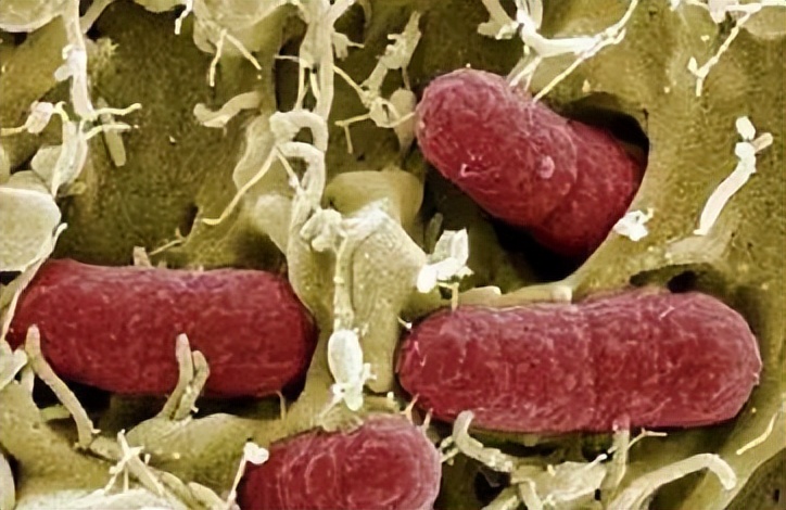 你所不在意的子宫蓄脓，将在多年后找上你家狗狗