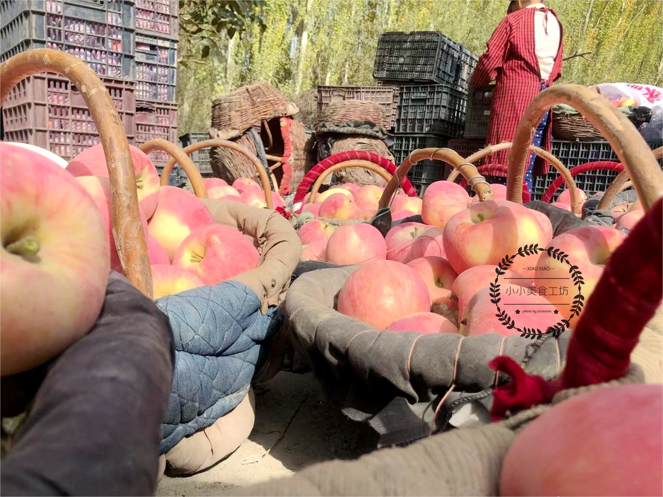 哪个地方的苹果最好吃又有营养,全国哪个省苹果最好吃